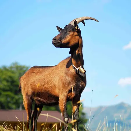 Apartmán Bleckwand Am Buchberghof