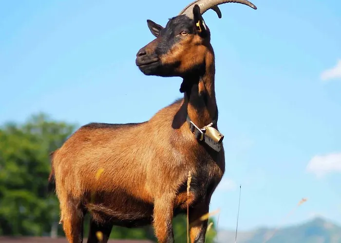 Apartmán Bleckwand Am Buchberghof